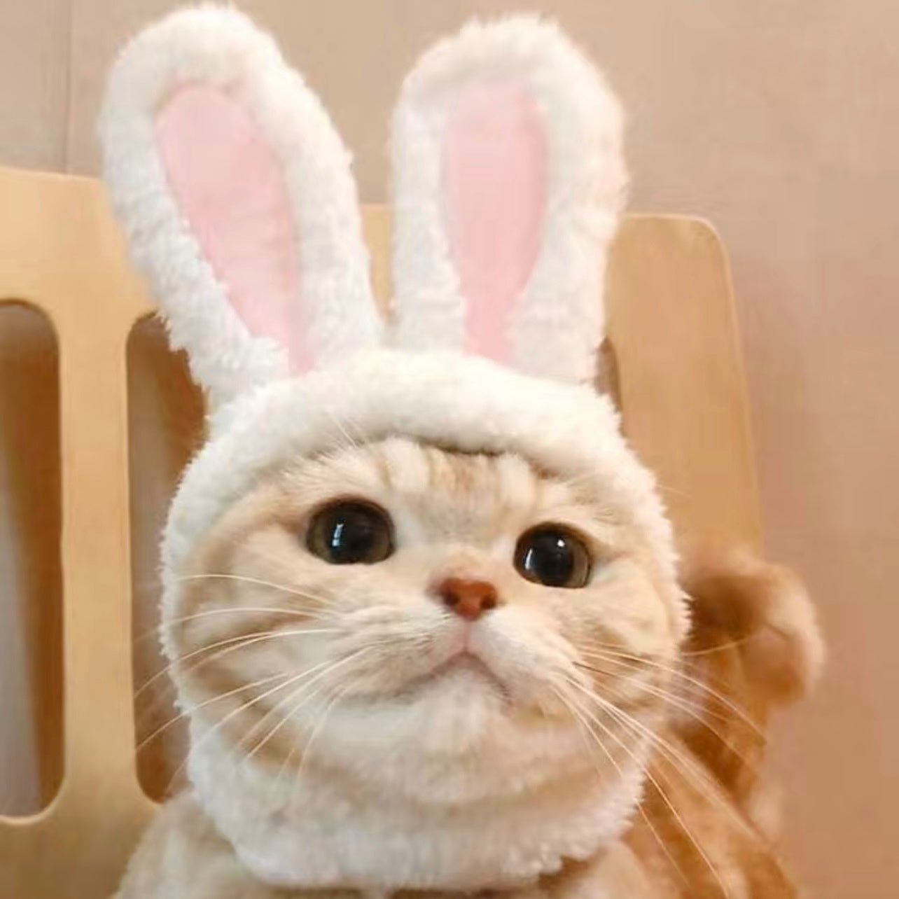 Cozy Hat For Cats and Dogs - Bunny Ears🐇