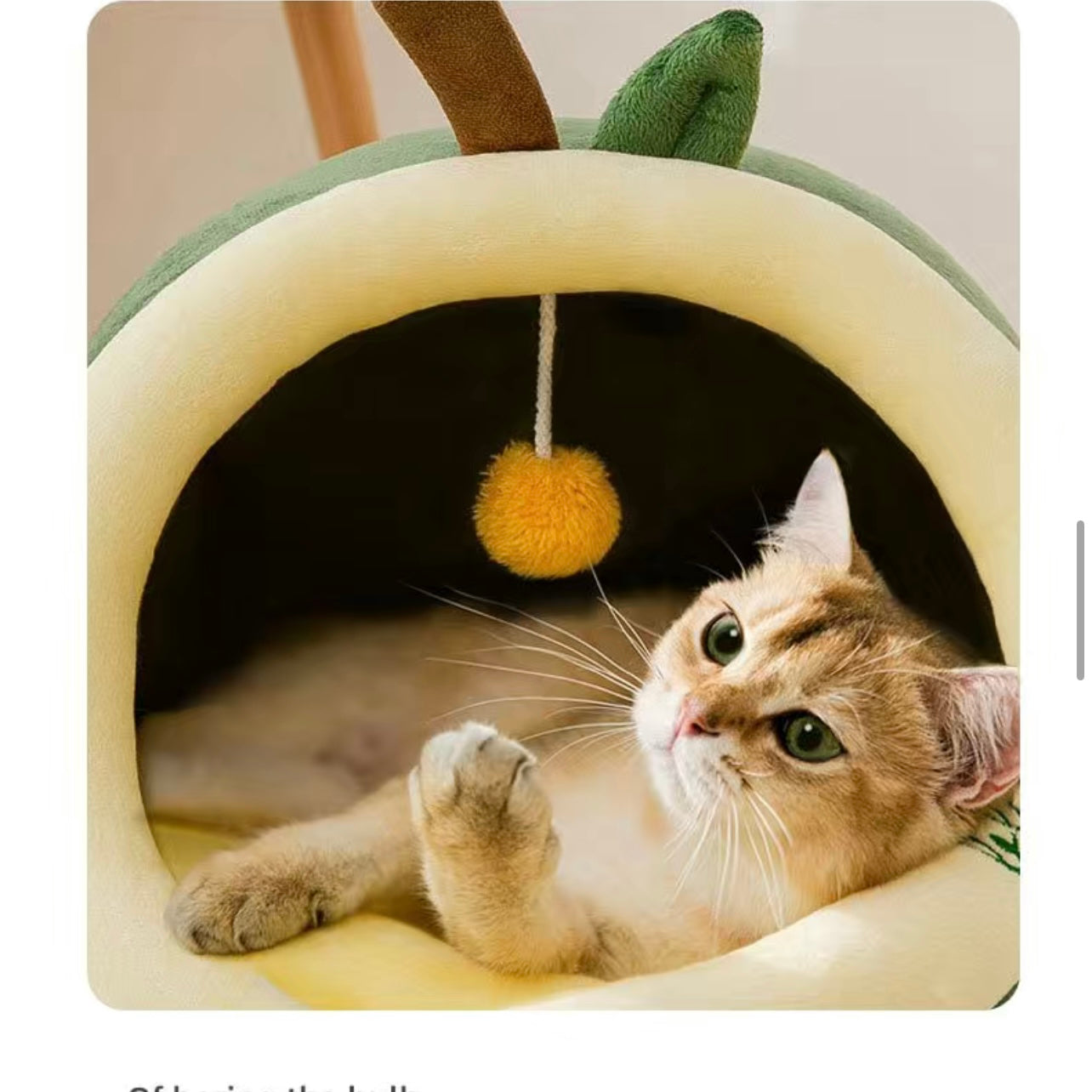 Cat and Dog Bed - Avocado🥑